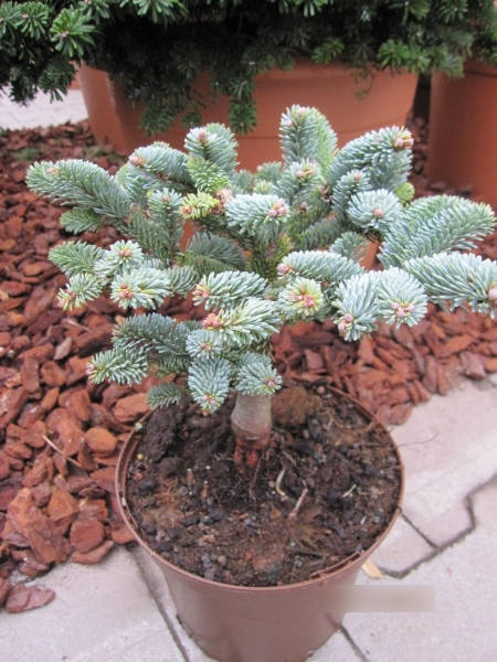 Silbertanne Wiesmoor Nixe - Abies procera Wiesmoor Nixe